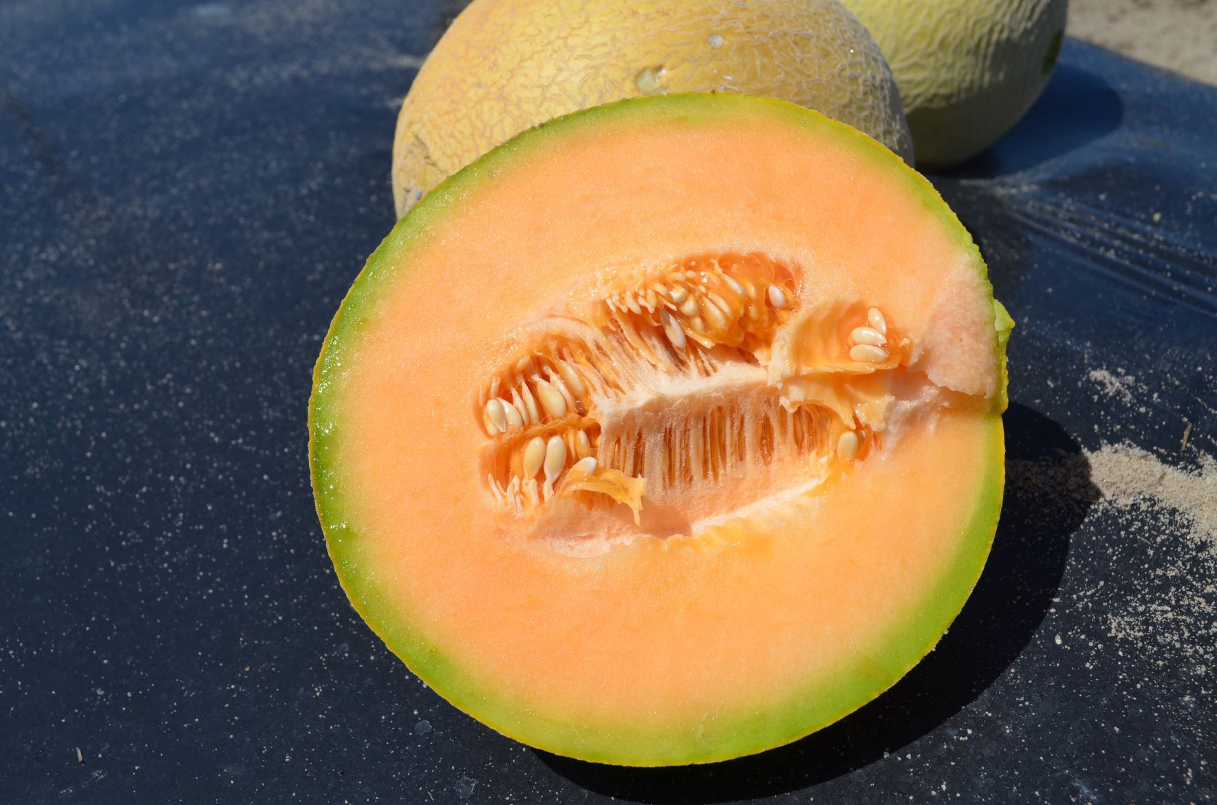 Watermelon Field Day